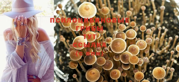 шишки Алзамай